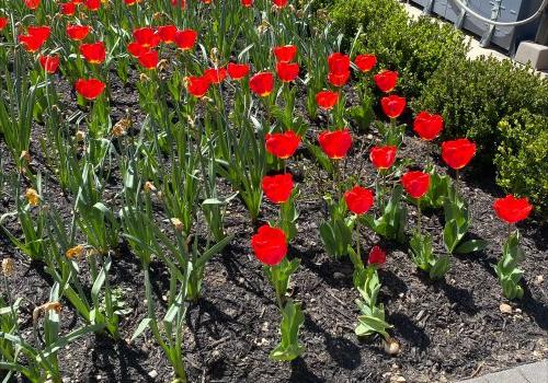 a bed of red tulips